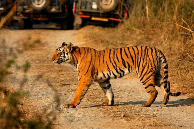 A tiger at Jim Corbett