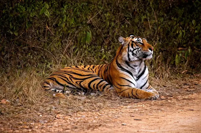 Tiger reserve at Ranthambore